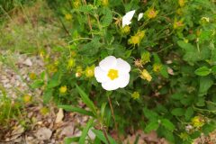 Cistus salviifolius_Miquel Pascual