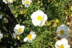 Cistus salviifolius_Montserrat Garcia