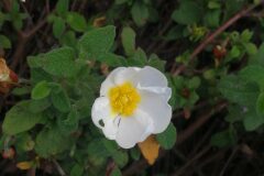 Cistus salviifolius_Pep Alboquers CC BY-NC