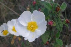 Cistus salviifolius_Pep Alboquers CC BY-NC