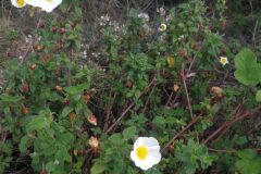 Cistus salviifolius_Pep Alboquers CC BY-NC