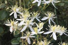 Clematis flammula_Gloria Ribes CC BY-NC