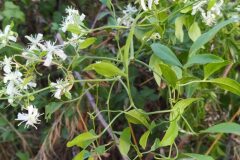 Clematis flammula_Merce Vallicrosa CC BY-NC
