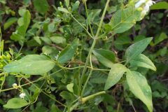 Clematis flammula_Merce Vallicrosa CC BY-NC