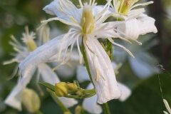 Clematis flammula_Merce Vallicrosa CC BY-NC