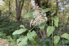 Clematis vitalba_Begona Travy CC BY-NC