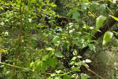 Clematis vitalba_Eden Ramirez