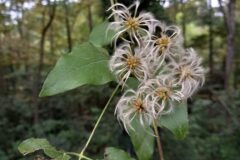 Clematis vitalba_Jaume Marti CC BY-NC