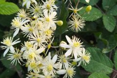 Clematis vitalba_Merce Vallicrosa CC BY-NC