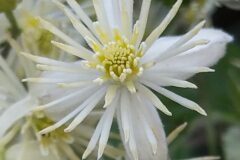 Clematis vitalba_Merce Vallicrosa CC BY-NC