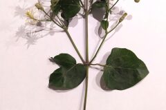 Clematis vitalba_Merce Vallicrosa CC BY-NC