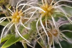 Clematis vitalba_Merce Vallicrosa CC BY-NC