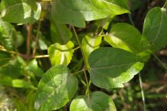 Clematis vitalba_Merce Vallicrosa CC BY-NC