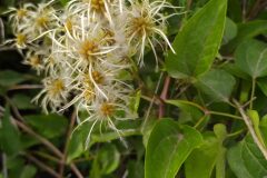 Clematis vitalba_Merce Vallicrosa CC BY-NC
