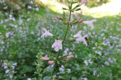 Clinopodium nepeta ascendens_Alexandra Perandones