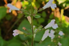 Clinopodium nepeta ascendens_Joaquim Reberte CC BY-NC