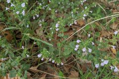 Clinopodium nepeta ascendens_Katarzyna Zarnowiec CC BY-SA