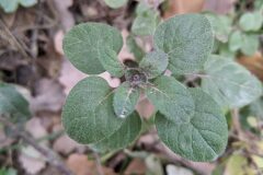 Clinopodium nepeta ascendens_Katarzyna Zarnowiec CC BY-SA