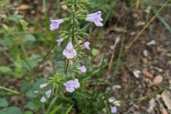 Clinopodium nepeta ascendens_Katarzyna Zarnowiec CC BY-SA