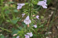 Clinopodium nepeta ascendens_Katarzyna Zarnowiec CC BY-SA