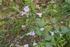 Clinopodium nepeta ascendens_Katarzyna Zarnowiec CC BY-SA