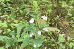 Clinopodium nepeta ascendens_Marc Rovira CC BY-NC