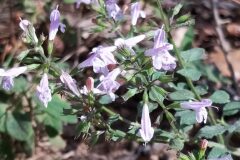 Clinopodium nepeta ascendens_Merce Vallicrosa CC BY-NC
