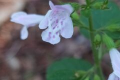 Clinopodium nepeta ascendens_Merce Vallicrosa CC BY-NC