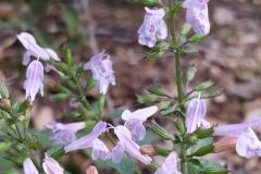 Clinopodium nepeta ascendens_Merce Vallicrosa CC BY-NC