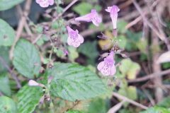 Clinopodium nepeta subsp. sylvaticum_Izan Lopez_CC BY-NC