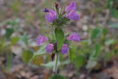 Clinopodium vulgare_Joanjo Garcia CC BY-NC