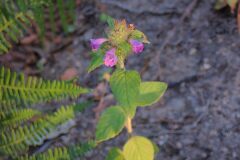 Clinopodium vulgare_Joanjo Garcia CC BY-NC