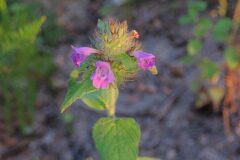 Clinopodium vulgare_Joanjo Garcia CC BY-NC