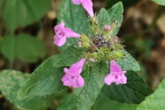 Clinopodium vulgare_Joaquim Reberte CC BY-NC