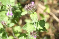 Clinopodium vulgare_Joaquim Reberte