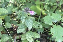 Clinopodium vulgare_Marc Rovira CC BY-NC