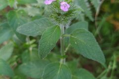 Clinopodium vulgare_Merce Vallicrosa CC BY-NC