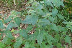 Clinopodium vulgare_Merce Vallicrosa CC BY-NC