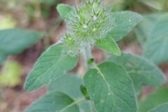 Clinopodium vulgare_Merce Vallicrosa CC BY-NC