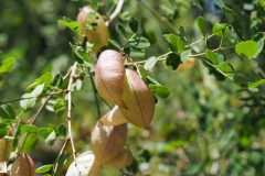 Colutea brevialata_Jordi Puyuelo