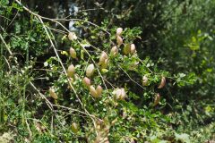 Colutea brevialata_Jordi Puyuelo