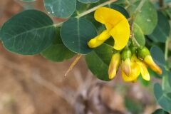 Colutea brevialata_Merce Vallicrosa CC BY-NC