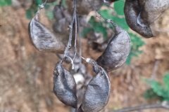 Colutea brevialata_Merce Vallicrosa CC BY-NC