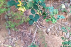 Colutea brevialata_Merce Vallicrosa CC BY-NC