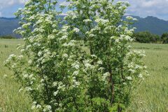 Conium maculatum_Joaquim Reberte