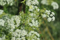 Conium maculatum_Joaquim Reberte