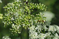 Conium maculatum_Joaquim Reberte