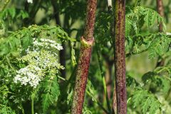 Conium maculatum_Joaquim Reberte