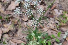 Conopodium majus majus_Eden Ramirez