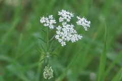 Conopodium majus majus_Joan Garcia CC BY-NC